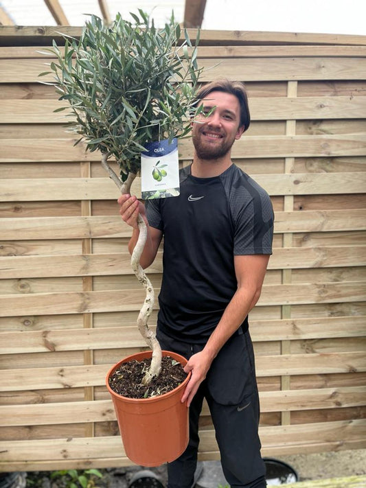 Twisted Stem Olive Tree | Hardy Evergreen Potted Tree 4-5ft