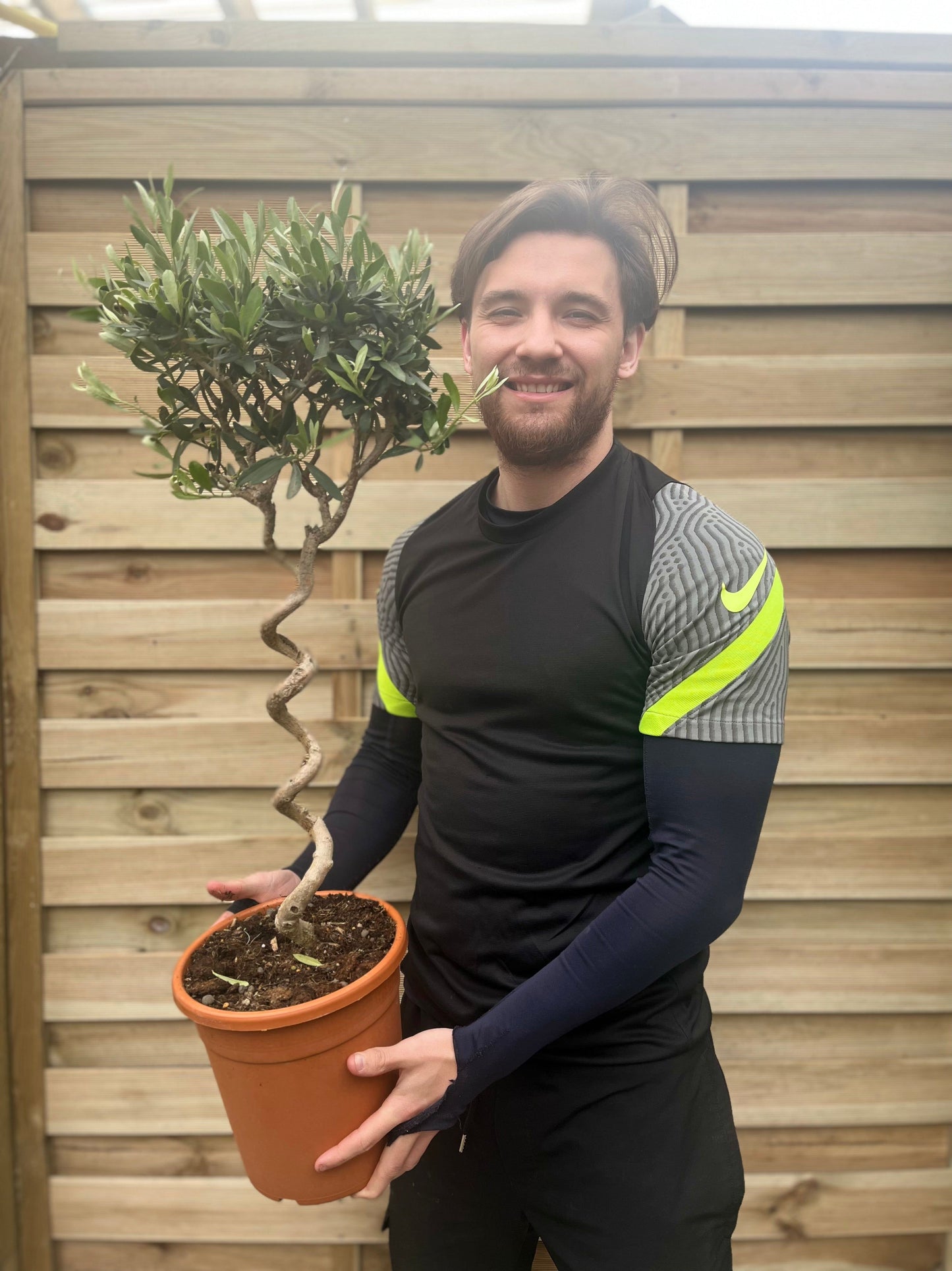 Corkscrew Olive Tree