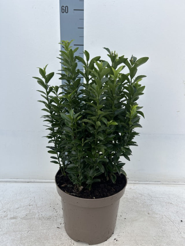 V0671632896_0.jpg