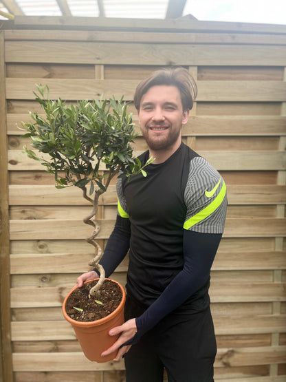 Corkscrew Olive Tree