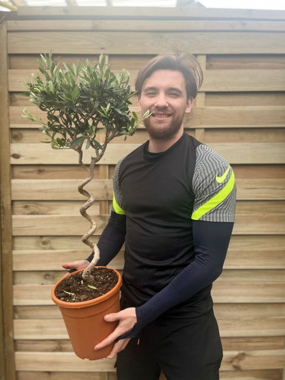 Corkscrew Olive Tree