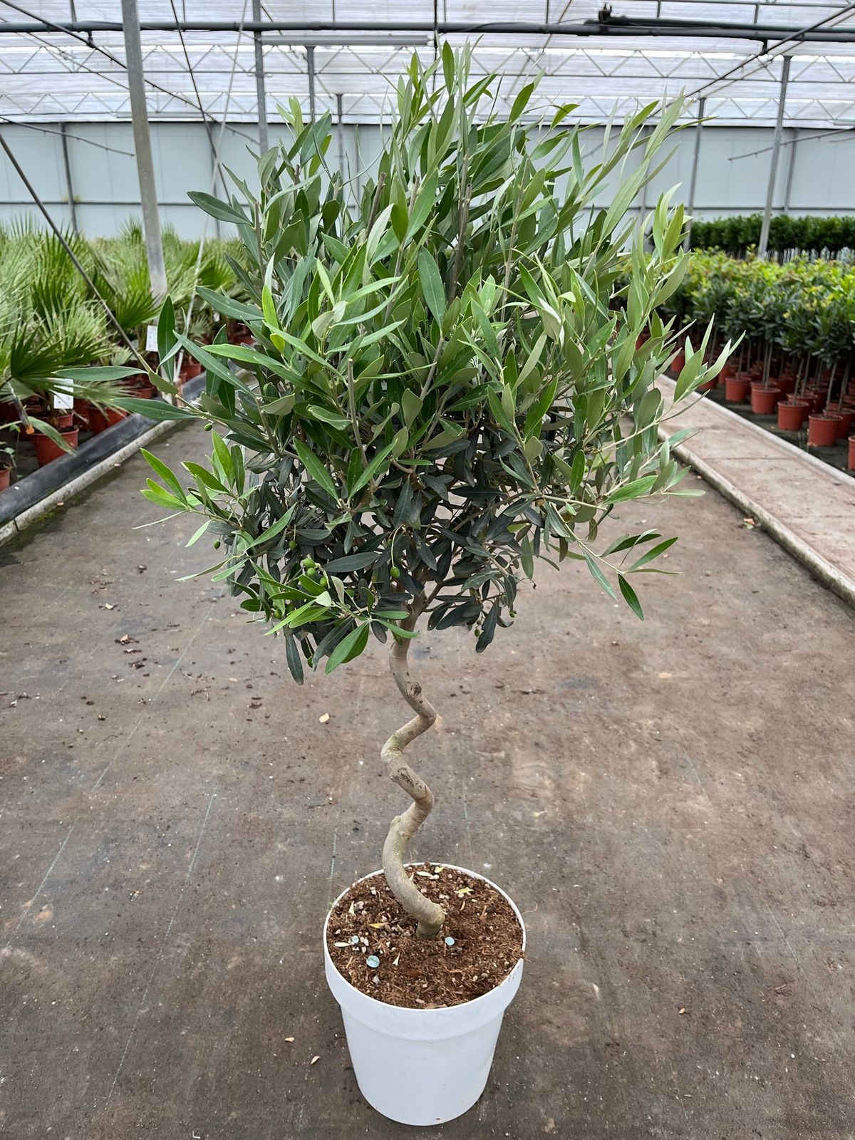 Twisted Stem Olive Tree | Hardy Evergreen Potted Tree 4-5ft
