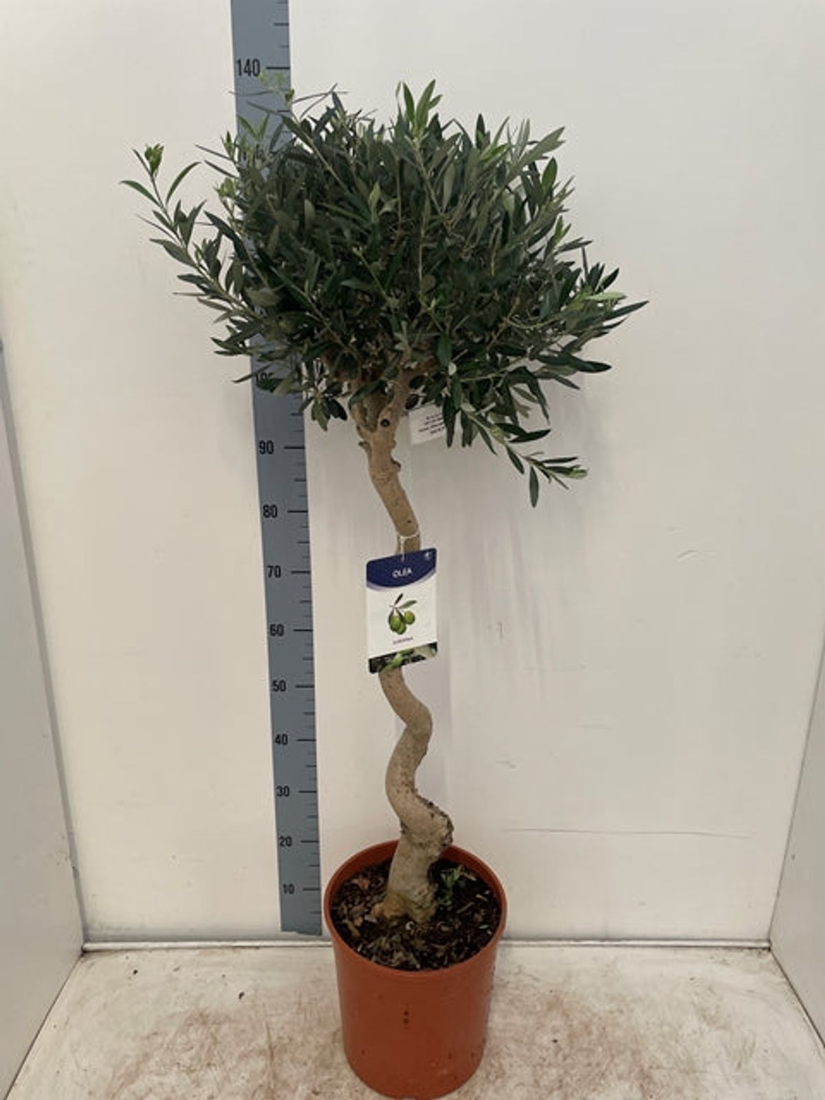 Twisted Stem Olive Tree | Hardy Evergreen Potted Tree 4-5ft