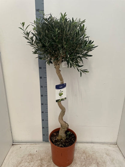 Twisted Stem Olive Tree | Hardy Evergreen Potted Tree 4-5ft