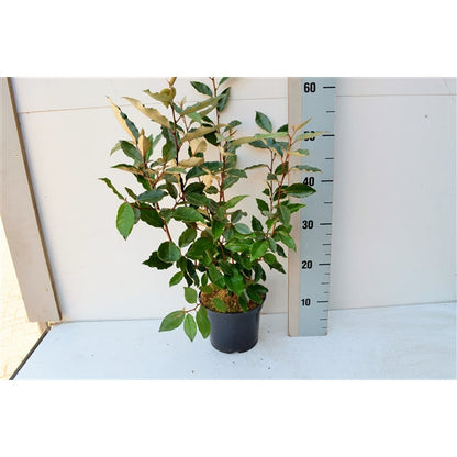 Elaeagnus.jpg