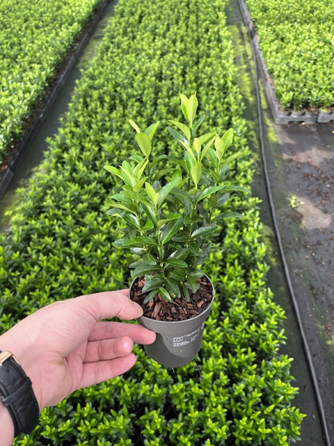 EuonymusGreenSpire9cm.jpg