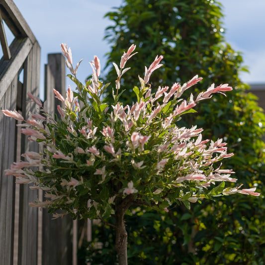 Flamingosalix.jpg