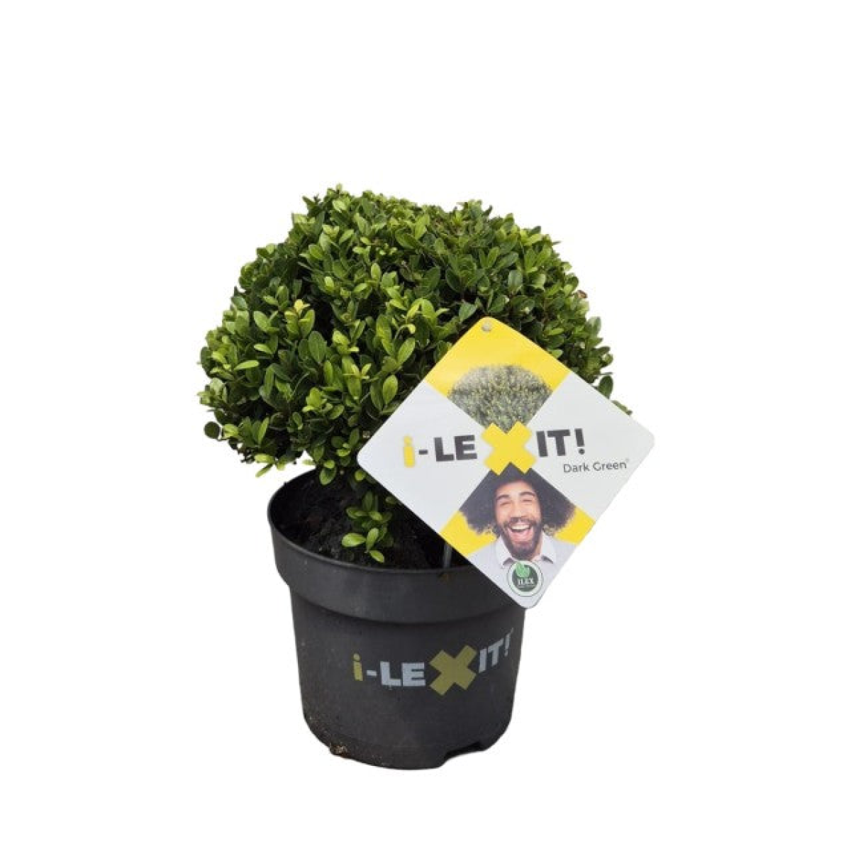 main.png