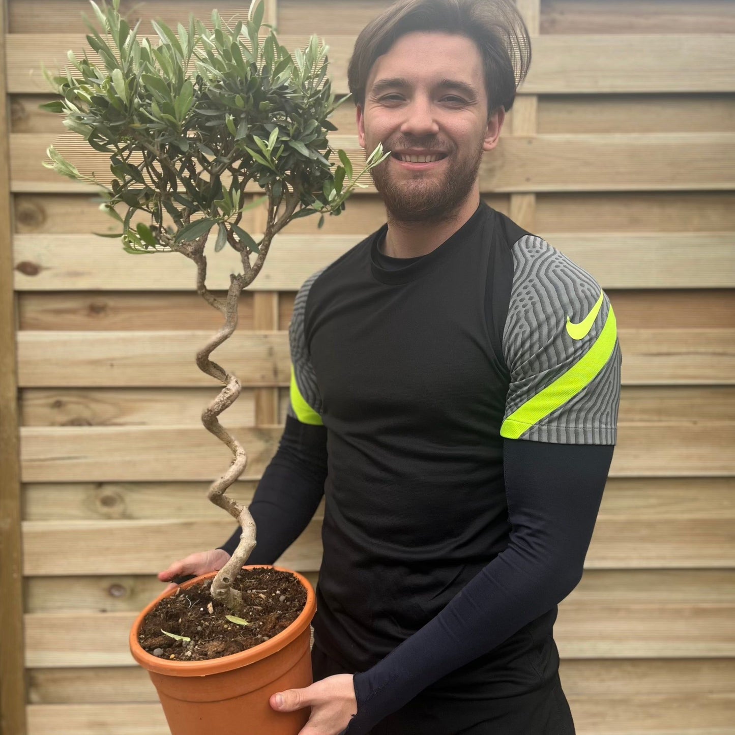 Corkscrew Olive Tree