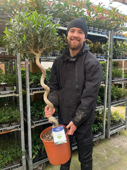 Twisted Stem Olive Tree | Hardy Evergreen Potted Tree 4-5ft